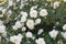 A blooming rose bush. It is covered with white flowers