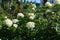 Blooming rose bush with white flowers in summer