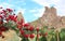 Blooming rose and carved houses, Pigeon Valley, Cappadocia, Turkey