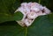 Blooming rose clerodendrum Clerodendrum fragrans flower, Cashmere Bouquet ,Honolulu Rose ,Stick Blush as ornamental plant in