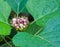 Blooming rose clerodendrum Clerodendrum fragrans flower, Cashmere Bouquet ,Honolulu Rose ,Stick Blush as ornamental plant in