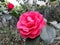 Blooming Rose Flower in Ho Family Garden in Yangzhou