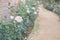 Blooming rose growing in flower garden. roses plant in park