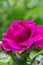 Blooming Rose rugosa. Rose in the garden. Pink rosa rugosa in summer time. Vertical orientation