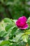 Blooming Rose rugosa. Rose in the garden. Pink rosa rugosa in summer time. Vertical orientation