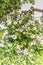 Blooming rose of Sharon, Hibiscus syriacus Hamabo