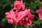 Blooming rose of the variety Coral Down from the climbing large-flowered group