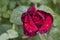 Blooming rose with water droplets