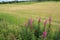 Blooming Rosebay Willowherb at the countryside in Stirling in the summer.