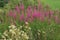 Blooming Rosebay Willowherb at the countryside in Stirling in the summer.