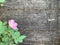 blooming rosehip on the background of wooden boards, copy space, natural background