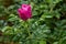 Blooming rosehip bush with red roses in the summer on a sunny clear day