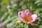 Blooming rosehip plant. Wild pink rose. Rosehip. Dog rose.