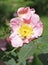 Blooming rosehip plant. Wild pink rose. Rosehip. Dog rose.