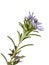 Blooming Rosemary branch closeup isolated