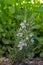 Blooming Rosemary - lat. Rosmarinus officinalis