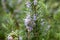 Blooming rosemary in the spring