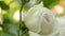 Blooming roses buds. Close up dolly shot. Slow Motion along of tea roses bush. Soft focus, blurred roses bushes on