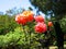 Blooming Roses, Pomona Valley Gardens, Pomona, California