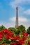 Blooming roses in spring with Eiffel tower at background, Paris, France