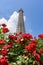 Blooming roses in spring with Eiffel tower at background, Paris, France