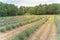 Blooming row of lavender bushes in late spring at flower farm in Gainesville, Texas, USA