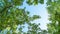 Blooming Rowan, Sorbus Aucuparia, And Birch Trees Canopy, Crowns Against Clear Blue Sky. Low Angle View. Change of Seasons, Spring