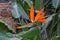 Blooming Royal Strelitzia against the background of green leaves in a natural environment in the garden