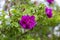 Blooming Rugosa Rose Rosa rugosa in a beautiful evening light.