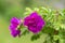 Blooming Rugosa Rose Rosa rugosa in a beautiful evening light.