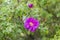 Blooming Rugosa Rose Rosa rugosa in a beautiful evening light.