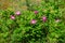 Blooming rugosa rose shrub