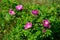 Blooming rugosa rose shrub