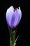 Blooming Saffron crocus flower Crocus sativus herbal