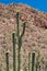 Blooming Saguaro