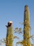 Blooming Saguaro Cactus