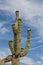 Blooming Saguaro Cactus