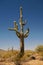 Blooming Saguaro Cactus