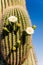 Blooming Saguaro Cactus Close Up