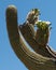 Blooming Saguaro Cactus at Phoenix Sonoran Preserve