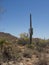 A blooming Saguaro cactus in the Sonora Desert