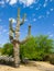 Blooming Saguaro at Xeriscaped Street Corner