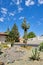 Blooming Saguaro at Xeriscaped Street Corner