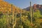 Blooming Saguaros.