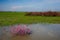 Blooming saksaul trees in the flooded plains.