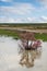 Blooming saksaul trees in the flooded plains.