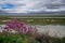 Blooming saksaul trees in the flooded plains.