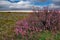 Blooming saksaul trees in the flooded plains.