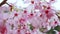 Blooming sakura cherry blossom background in spring