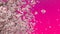 Blooming sakura cherry crown pink background